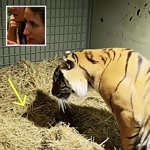 3.7K views · 3 comments | Mother Tiger Gives Birth to Cub Without Signs of Life — What She Does Next Is Heartbreaking (check in the first comment) | Unique Article | Facebook