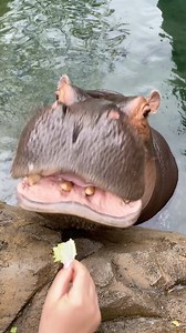 Fiona's one ear wiggle. | Cincinnati Zoo & Botanical Garden