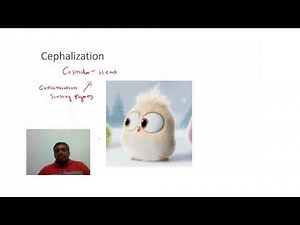 Cephalization.