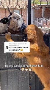 35K views · 253 reactions | vaca y perro el amor prohibido | Concurso caporal | Facebook