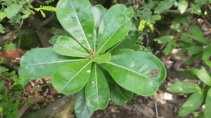 Adenium Obesum Japanese Frangipani Flower Buds: стоковое видео (без лицензионных платежей), 3754656789 | Shutterstock