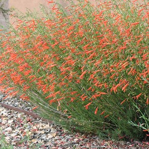 Pineleaf Penstemon, Penstemon pinifolius | High Country Gardens