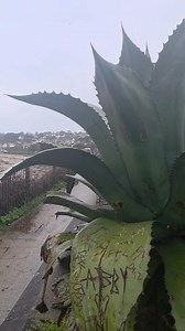 This morning at Gylllyngvase Beach, Falmouth | Cornwall Caravan Holidays