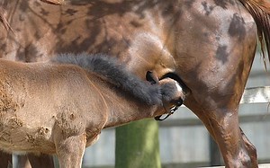 Difficult foalings: when life-giving colostrum turns toxic - Horse & Hound