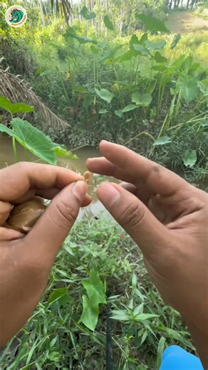 15K views · 203 reactions | Mancing wader di spot andalan paku umpan gacor !? Jangan lupa ikuti trimakasih #mancing #mancingwader #mancingnilem #umpanmancing #racikanumpan | Mancing rawa | Facebook