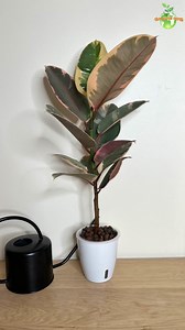 Rubber Plant in Semi-Hydroponics (Ficus Tineke) | The Green Earth