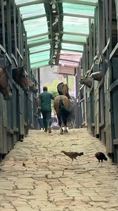 Coltan de gran Dinastía 🐴 @criaderocst | Colombia Equinos