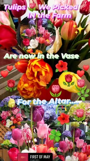 #megreels #tulipfestival #canada #tulips #Thank #seeyouthere | Myrna Lim