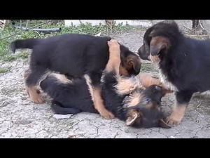 Active and positive German Shepherd puppies 1.5 months. Odessa.