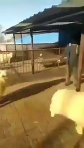 2.4K views · 49 reactions | Oaia lui Chuck Norris:))) | Teleleu’prin lume. | Facebook