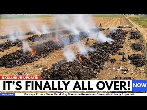 Footage From a Texas Feral Hog Massacre Reveals an Aftermath Nobody Expected