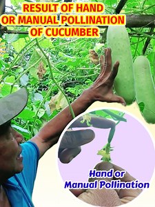 Hand or Manual pollination of Cucumber #Kabayangmanny #cucumber #Pollination #CucumberPollination #ManualPollination #HomeGardening #GrowYourOwnCucumbers #PollinationTechniques #VegetableGardening #CucumberBlooms #GardenTips #DIYPollination #GreenThumb #PollinationMethods #HandPollination #UrbanGardening #CucumberHarvest #GardenProjects #CucumberFlowers #HealthyHarvest #VegetablePollination #GrowAndPollinate #CucumberGarden | Kabayang Manny
