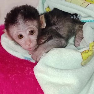 4.9K views · 192 reactions | Poor baby monkey Mimi crying need warm hug from mom for get sleeping well with warm feeding milk. | Vlog Monkey | Facebook
