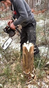 400K views · 1.9K reactions | You can also easily cut trees by yourself #waydown #stihl #ateam #cutting #chainsaw #fyp #500i #acetree #wegotthis | Romano | Facebook