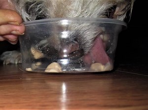 Pupsicle cup time! We shared. Sure was yummy & perfect for my tummy & sore mouthie. I didn't like getting my toofies stolen but I sure love the extra attention & treats afterwards! Looking forward to a night alone with the Servant, Love & Licks from Cricket & Uncle Lucky. With Lucky's tongue maybe I should've saved this for Tongue Out Tuesday? BOL!