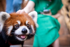 Zoo asks for help naming its red panda cub