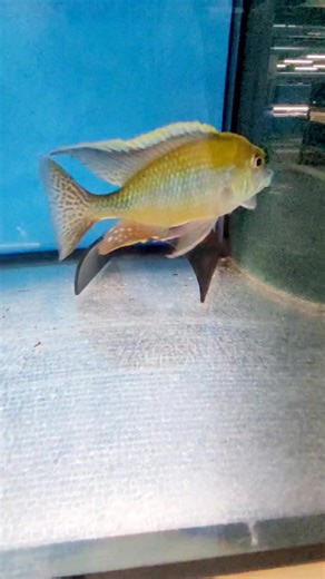 Tramitichromis intermedius Kambiri Point #malawizucht #malawicichlids #aquaristik #zierfische #lethrinops | Aquahaus Gaus