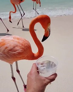 6.9K views · 52 reactions | Flamingo 李 | Beautiful Earth | Facebook