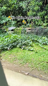 Marajin bang opa Tanta Ester Sula massikola mambase piring, massapu, ada apa 🤣🤣 #kontenkreatortorajapapua #tantaester #reels #fypreels #fyp #jangkauanreels #semuaorang | Sion Borean