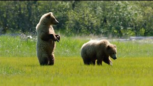 56K views · 955 reactions | If you missed the spectacular moments...