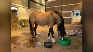 4.2K views · 267 reactions | We are all devastated to have recently lost such a vital member of our team, one of our resident teaser stallions, Danny. He taught a huge number of people to collect over the years being a crucial part of our courses and demonstrations. He has been the backbone of Stallion AI Services for the past 30 years and will be missed dearly by so many | Stallion AI Services | Facebook