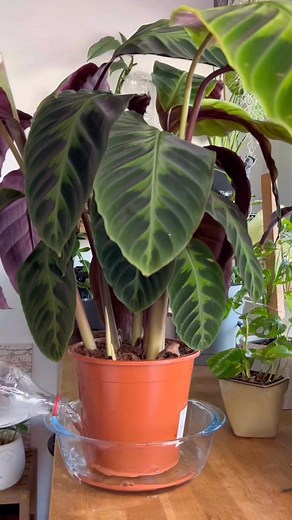 calathea warscewiczii #plantsoftiktok #plantlover #plantok #plantcaretips #plantcare #bottomwatering #planttiktok #planttimelapse #calathea | Alyplantsnstuff
