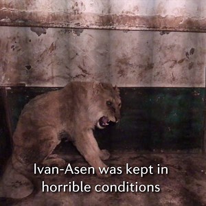 BRENG IVAN-ASEN THUIS! 🦁 Ivan-Asen groeide op in Razgrad Zoo, Bulgarije. We troffen hem hier uitgemergeld en verwaarloosd aan. Gelukkig konden we hem tijdelijk naar Sofia Zoo brengen om aan te sterken. We hopen hem binnenkort naar FELIDA te transporteren, waar hij de intensieve en specialistische zorg zal krijgen die hij nog steeds heel hard nodig heeft. Help Ivan-Asen: http://bit.ly/ivan-asen | VIER VOETERS