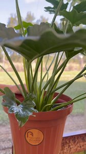 1.3K views · 30 reactions | As folhagens estão brilhando no Casa Cor...