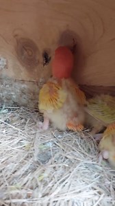 5.8K views · 307 reactions | DOUBLE PALE PROJECT PALE SL - PALE FALLOW❤️ 列❤️ #hobbynidaddy #africanlovebirds #palefallowpalesl #mutation | HOBBY NI DADDY | Facebook