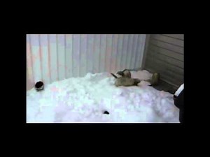 Funny ferrets enjoying the snow