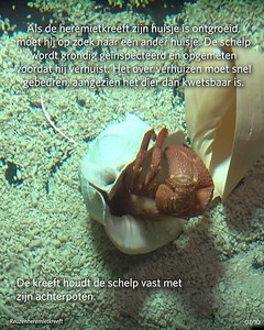 Burgers' Zoo on Reels