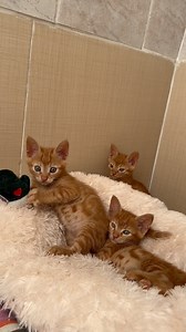 Introducing.. the Weasley Family! 🐱 We are 8 week old kittens looking for loving homes to grow up in 🏡 We haven’t had an easy start in life and are learning to trust humans and see that we don’t need to be afraid of them. ☹️ Lots of wonderful volunteers spend time with us so we learn to play and trust, and since we are young we are at a good age to socialise and learn 🥰 We really love playing with rattling balls and are trying to climb too! If you have a loving home for us, please send a mess