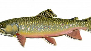 Bag limit for brook trout expanded on many Michigan streams