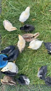 Time lapse of chicks doing chick stuff. #heritagebreed #gamefowllife #homestead #chickensofinstagram #forloveofthegame #passion #birds #fowl #animals #keepemcrowing #gallosfinos | Game2TheEnd