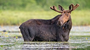 Warmer Summers Worsen Tick Infestations for US Moose, Study Finds