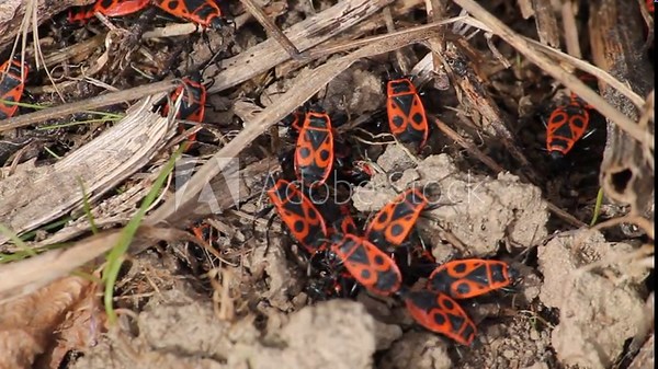 Firebugs (Pyrrhocoris apterus). Mating and aggregation behavior, April. Belarus