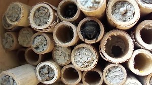 Mason Bees Micro Documentary Dave Hunter gets us started in this video about Mason Bees. Famous for using little bits of mud in tubes to store their eggs, Dave tells us about how Mason Bees compare to Honey Bees. #beefriendly #solitarybees #nativebees #pollinators | Bee Friendly