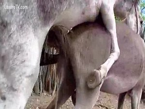 Excellent zoo fetish video footage featuring a horse banging a mule