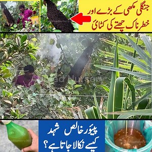 A Heart Stopping Wild Honey Hunt 🐝 | Flowing Gold from Nature2025 #ahmadnursery Watch the most thrilling wild honey harvest of 2025! Deep in the heart of the jungle, brave honey hunters risk it all to collect nature's golden treasure — wild honey straight from the hive. From heart-pounding cliff climbs to the sweet reward of flowing honey, this is raw nature at its best.Don’t miss this epic journey into the wild! #HoneyHunt #WildHarvest #NatureAdventure- | Ahmad Nursery