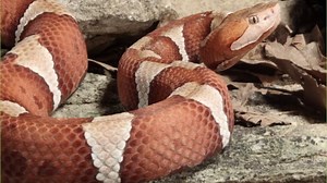 Discover the Largest Copperhead of All Time