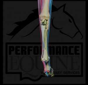 Healthy knees and fetlocks = happy horse. 🐎 These front limb joints take on the brunt of your horse’s workload. Hard footing, repetitive strain, and poor conformation can all lead to inflammation or injury. Daily checks, good farrier work, and targeted therapies can go a long way in keeping them strong and stable. . . . #fetlock #equinesportsmedicine #knee #equineveterinarian #horsevets #ocalavet #equineexam #performanceequineveterinaryservices | Performance Equine Veterinary Services