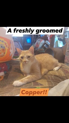 A freshly groomed Copper #catsofinstagram #Hotsummer #catoftheday #catlover #orangecat #orangecatsrule | The House Of Nine Lives