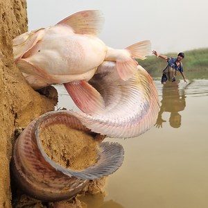 88K views · 751 reactions | Amazing hand fishing video river sand hill hole found big stuck wallago fish. best 2025 fishing video #fishing #video | Discovery Site | Facebook