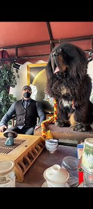11K views · 122 reactions | Would You Pet This Giant Dog?: Looks Like a Bear ! #reelschallenge #fypシ #explore #foryouシ #StarsEverywhere #tibetanmastiff #alabai #centralasianshepherd #kangal #usa #uk #viralreelschallenge #guarddog #puppy #alabai #fb #CommunityEngagement #viralvideo | Sumit Kumar Sinha | Facebook