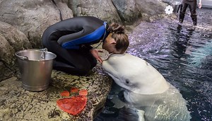 No Valentine's date? Live vicariously through Shedd relationships