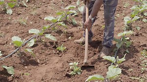 Agriculteur labourant le sol pour cultiver des radis et travaillant manuellement avec une bêche | Vidéo de stock Premium