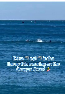 Great White Shark Encounter Off Oregon Coast