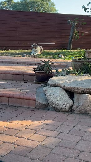 This is what a bad ass looks like! 13 years old whipped cancers ass 😎 playing frisbee just 6 days after major surgery , chasing squirrels and loving life! My best bud Frankie the Hitman 😉 #aussiesrule #aussiesofinstagram #aussiesdoingthings | Glassskinz