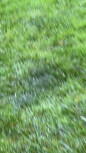 The pregnant female is enjoying the rain❤️ | Homesteading Off The Grid