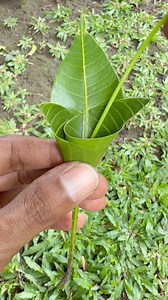 845K views · 5.2K reactions | Creative Flower Idea From Mango Leaf #diy #ideas #flowers #fblifestyle | Winartha Agustira | Facebook